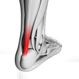 illustration of the achilles tendon